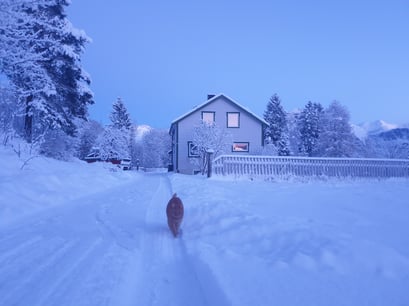 Isfjorden-katten-rusten